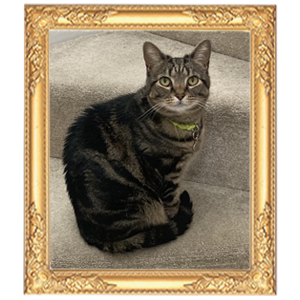 Eleanor Cooke's cat, Lucy