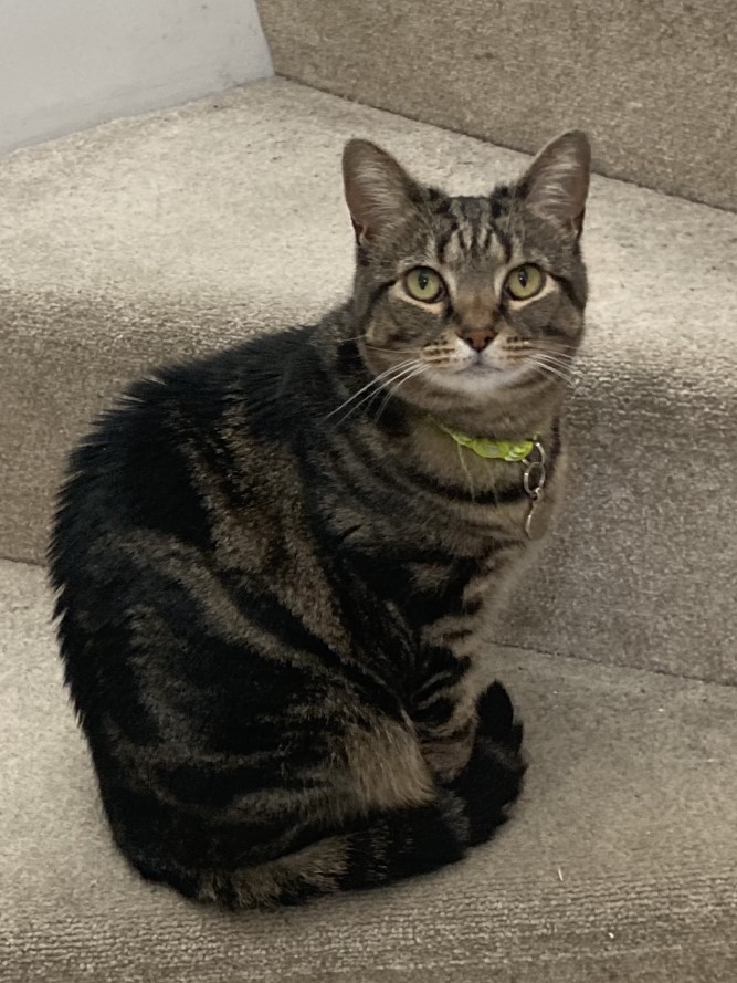 Eleanor Cooke's cat, Lucy